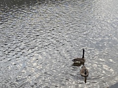 Branta canadensis
