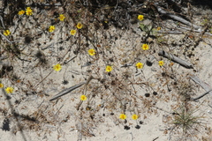 Pentachaeta aurea aurea