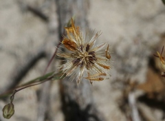 Pentachaeta aurea aurea