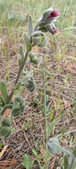 Cynoglossum cheirifolium
