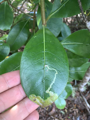 Corythoxestis zorionella