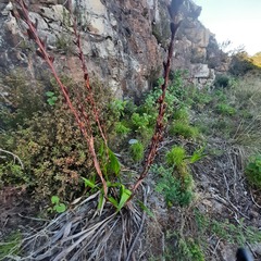 Watsonia tabularis