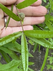 Dryocosmus quercuslaurifoliae