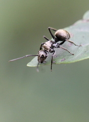 Polyrhachis vigilans