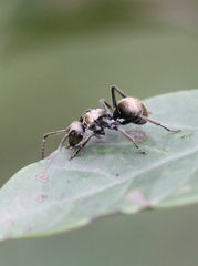 Polyrhachis vigilans