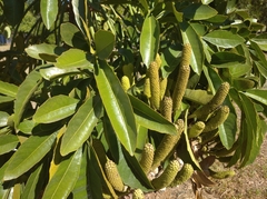 Cussonia paniculata