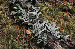 Hypogymnia enteromorpha
