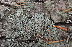 Parmelia pseudosulcata