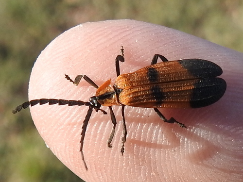 Reticulated Net-winged Beetle photo 5
