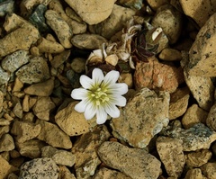 Cerastium nigrescens