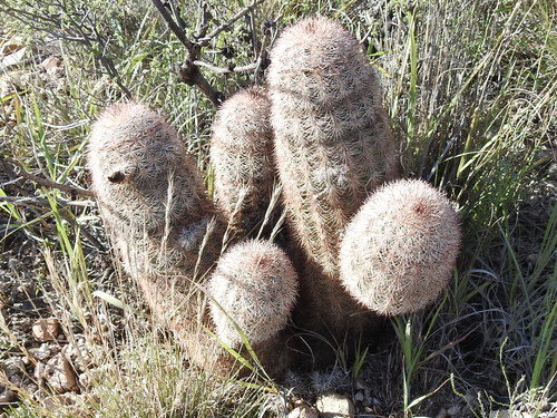 Echinocereus dasyacanthus