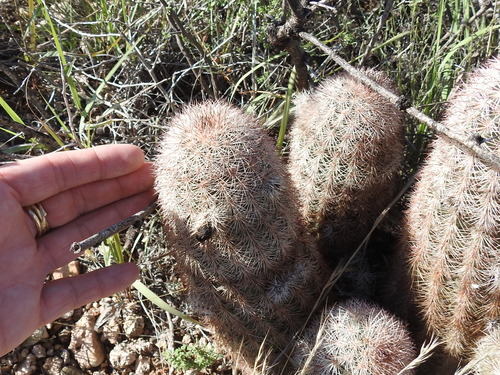 Echinocereus dasyacanthus