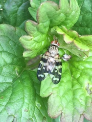 Otites centralis