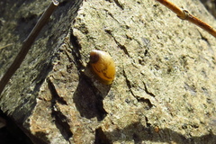 Succinea lauta