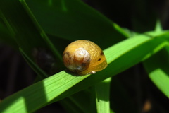Succinea lauta