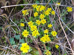 Chrysosplenium pilosum