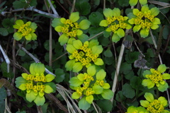 Chrysosplenium pilosum