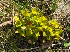 Euphorbia hylonoma