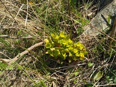 Euphorbia hylonoma