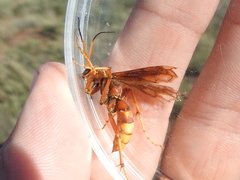 Poecilopompilus algidus