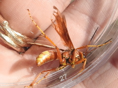 Poecilopompilus algidus