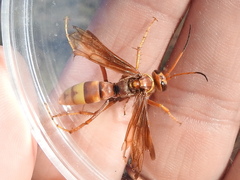 Poecilopompilus algidus