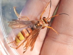 Poecilopompilus algidus