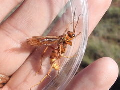 Poecilopompilus algidus