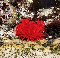 Actinia ebhayiensis