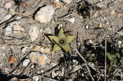 Orbea pulchella 2