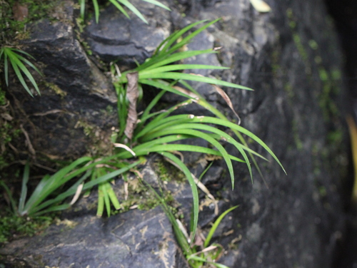 Grassleaf sweet flag (Acorus gramineus)