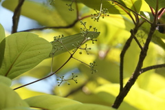 Alseodaphne semecarpifolia