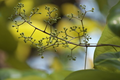 Alseodaphne semecarpifolia