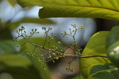 Alseodaphne semecarpifolia