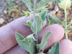 Tetraclea coulteri