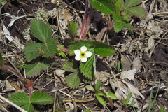 Fragaria orientalis
