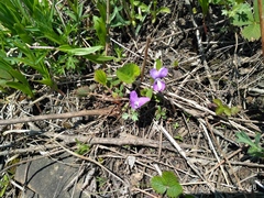 Viola primorskajensis