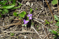 Viola primorskajensis