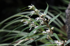 Pentasachme caudatum