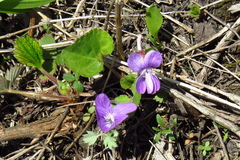 Viola primorskajensis