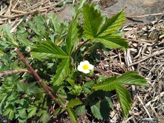 Fragaria orientalis