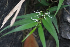 Pentasachme caudatum