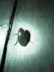 Dytiscus marginalis