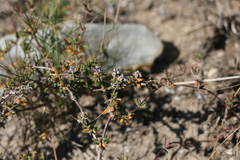 Drosanthemum intermedium