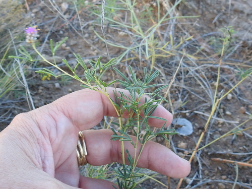 Image of Dalea tenuifolia by (c) Sam Kieschnick, some rights reserved (CC BY)
