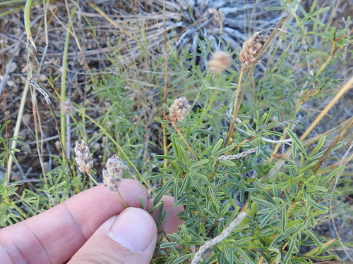 Image of Dalea tenuifolia by (c) Sam Kieschnick, some rights reserved (CC BY)