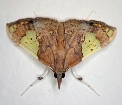 Atelocentra chloraspis