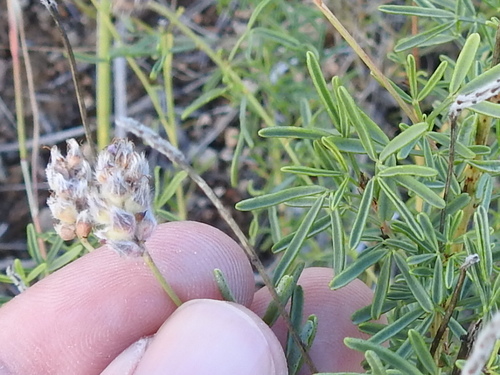 Image of Dalea tenuifolia by (c) Sam Kieschnick, some rights reserved (CC BY)