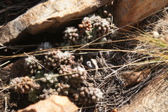 Anacampseros subnuda