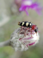 Enoclerus triplagiatus